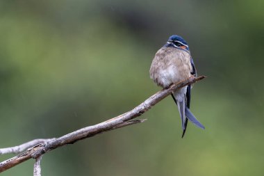 Bıyıklı, kabarık tüylü kuş. Yıpranmış bir dalın üzerinde mavi bir tepesi var..