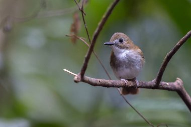 Gri göğüslü orman sinekkapanı ağaç dalına tünemiş.