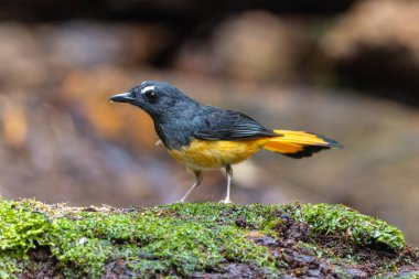 Rufous-tail Shama 'nın (Trichixos pyrropygus) doğa görüntüsü.