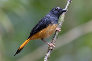 Rufous-tail Shama 'nın (Trichixos pyrropygus) doğa görüntüsü.