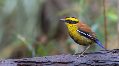 Bornean Banded Pitta (Pitta schwaneri) yemyeşil yağmur ormanı ortamında ve onu Bornean yağmur ormanlarının gerçek bir mücevheri yapar..