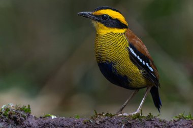 Bornean Banded Pitta (Pitta schwaneri) yemyeşil yağmur ormanı ortamında ve onu Bornean yağmur ormanlarının gerçek bir mücevheri yapar..
