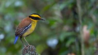 Bornean Banded Pitta (Pitta schwaneri) yemyeşil yağmur ormanı ortamında ve onu Bornean yağmur ormanlarının gerçek bir mücevheri yapar..
