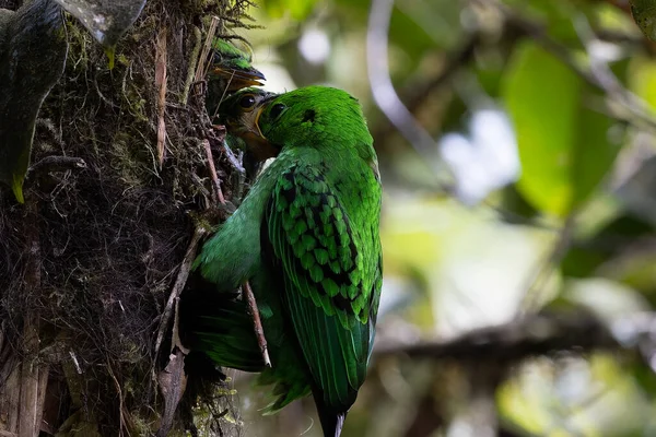 Kır Saçlı 'nın Broadbill kuşunun kuş yuvasında yavru kuşu besleyen doğa görüntüsü. Whitehead 'in Borneo' ya özgü Broadbill kuşu