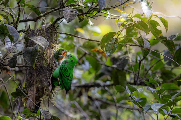 Kır Saçlı 'nın Broadbill kuşunun kuş yuvasında yavru kuşu besleyen doğa görüntüsü. Whitehead 'in Borneo' ya özgü Broadbill kuşu