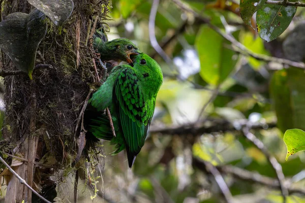 Kır Saçlı 'nın Broadbill kuşunun kuş yuvasında yavru kuşu besleyen doğa görüntüsü. Whitehead 'in Borneo' ya özgü Broadbill kuşu