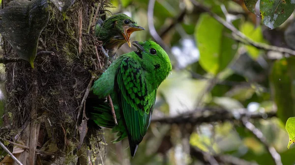 Kır Saçlı 'nın Broadbill kuşunun kuş yuvasında yavru kuşu besleyen doğa görüntüsü. Whitehead 'in Borneo' ya özgü Broadbill kuşu
