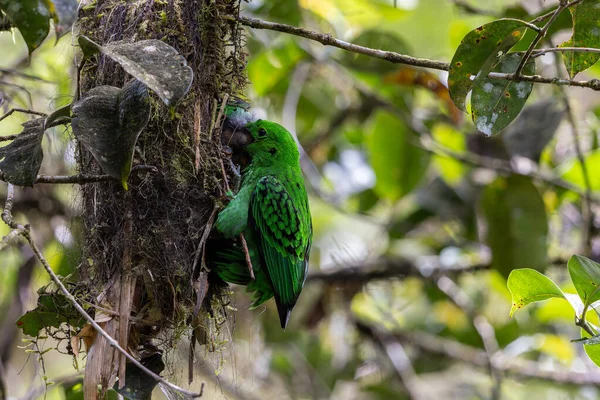 Kır Saçlı 'nın Broadbill kuşunun kuş yuvasında yavru kuşu besleyen doğa görüntüsü. Whitehead 'in Borneo' ya özgü Broadbill kuşu