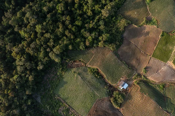 Tarım arazilerinin el değmemiş ormanlara girmesi doğa ve tarım arasındaki dengeyi gösteriyor.