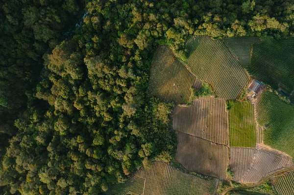 Tarım arazilerinin el değmemiş ormanlara girmesi doğa ve tarım arasındaki dengeyi gösteriyor.