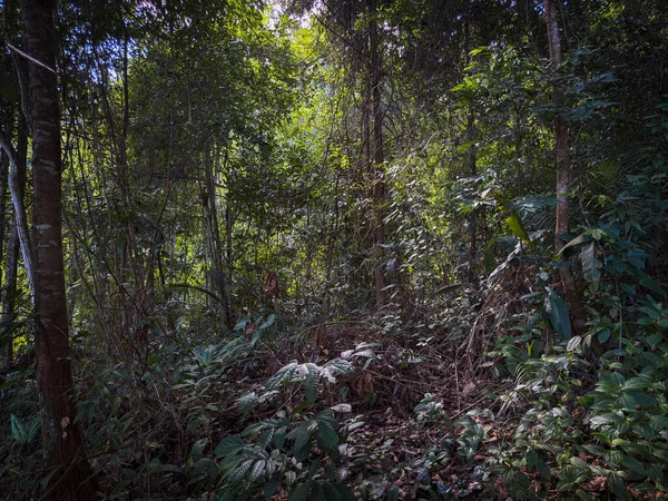 Sabah, Borneo 'nun bakir yağmur ormanlarının koyu yeşil doğası