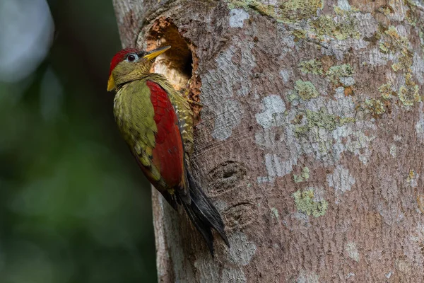 Kırmızı kanatlı ağaçkakanlar, yıpranmış bir ağaç gövdesine tünemiş tüylerini doğal arka plana karşı sergiliyorlar..
