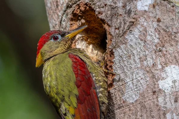 Kırmızı kanatlı ağaçkakanlar, yıpranmış bir ağaç gövdesine tünemiş tüylerini doğal arka plana karşı sergiliyorlar..