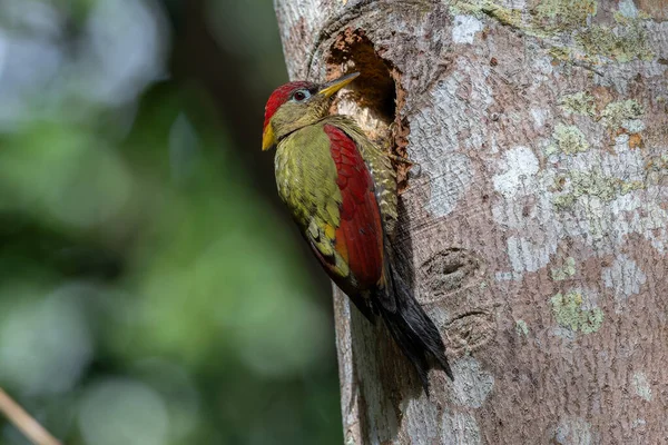 Kırmızı kanatlı ağaçkakanlar, yıpranmış bir ağaç gövdesine tünemiş tüylerini doğal arka plana karşı sergiliyorlar..