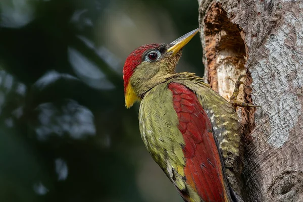 Kırmızı kanatlı ağaçkakanlar, yıpranmış bir ağaç gövdesine tünemiş tüylerini doğal arka plana karşı sergiliyorlar..
