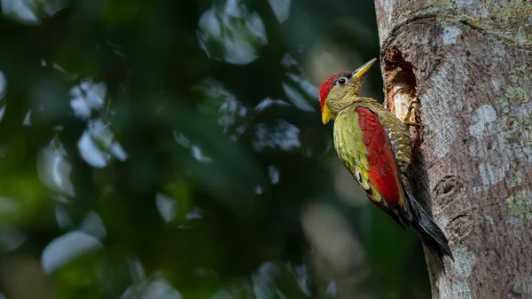 Kırmızı kanatlı ağaçkakanlar, yıpranmış bir ağaç gövdesine tünemiş tüylerini doğal arka plana karşı sergiliyorlar..