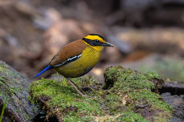 Bornean Banded Pitta (Pitta schwaneri) yemyeşil yağmur ormanı ortamında ve onu Bornean yağmur ormanlarının gerçek bir mücevheri yapar..