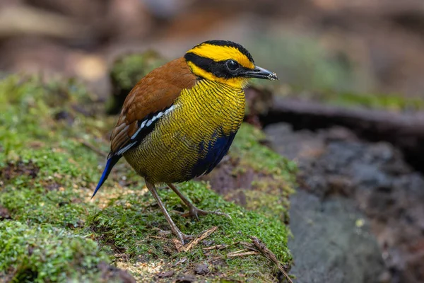Bornean Banded Pitta (Pitta schwaneri) yemyeşil yağmur ormanı ortamında ve onu Bornean yağmur ormanlarının gerçek bir mücevheri yapar..