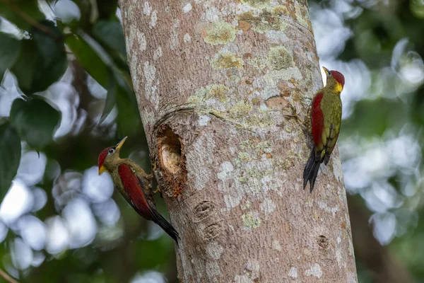 Kırmızı kanatlı ağaçkakanlar, yıpranmış bir ağaç gövdesine tünemiş tüylerini doğal arka plana karşı sergiliyorlar..