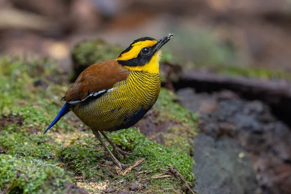 Bornean Banded Pitta (Pitta schwaneri) yemyeşil yağmur ormanı ortamında ve onu Bornean yağmur ormanlarının gerçek bir mücevheri yapar..