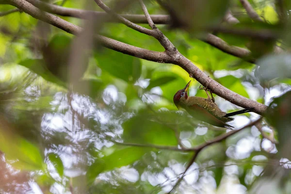 Kırmızı kanatlı ağaçkakanlar, yıpranmış bir ağaç gövdesine tünemiş tüylerini doğal arka plana karşı sergiliyorlar..