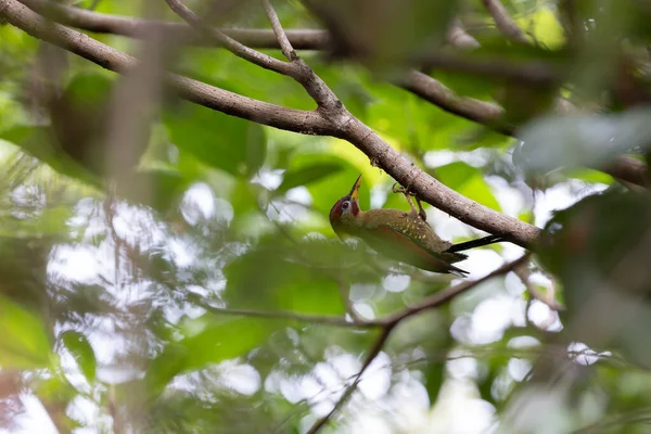 Kırmızı kanatlı ağaçkakanlar, yıpranmış bir ağaç gövdesine tünemiş tüylerini doğal arka plana karşı sergiliyorlar..