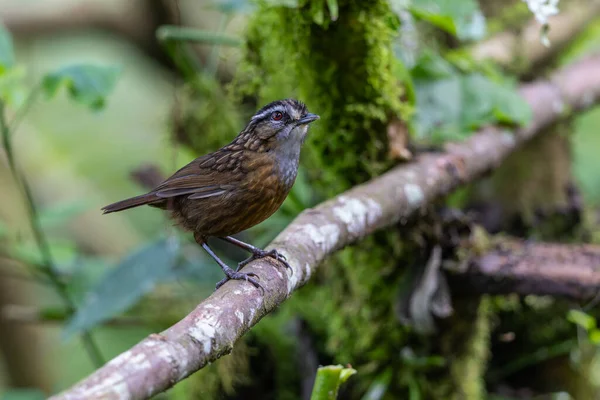 Sabah, Borneo 'da çekilmiş Wren Dağı' nın doğa görüntüsü.