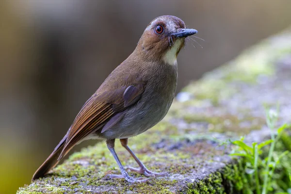 Kaşlı orman sinekkapanı dalda tünemiş tüylerini sergiliyor.