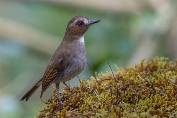 Kaşlı orman sinekkapanı dalda tünemiş tüylerini sergiliyor.