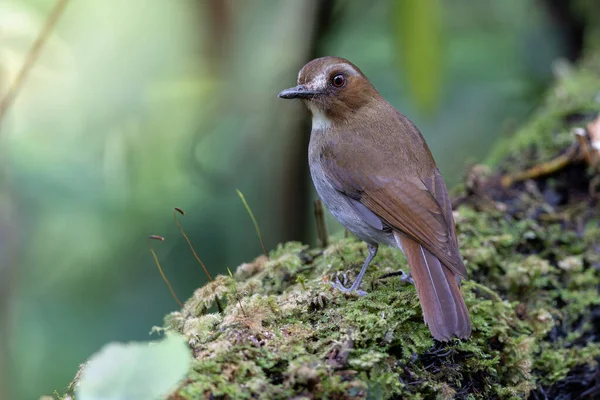 Kaşlı orman sinekkapanı dalda tünemiş tüylerini sergiliyor.