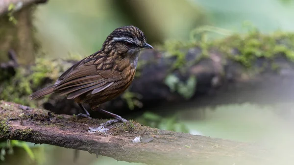 Sabah, Borneo 'da çekilmiş Wren Dağı' nın doğa görüntüsü.