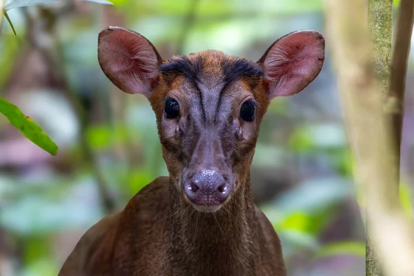 Kızıl Munçak 'ın doğa görüntüsü veya havlayan geyik (multiacus muntjak) Trusmadi Derin Yağmur Ormanları, Tambunan, Sabah, Malezya