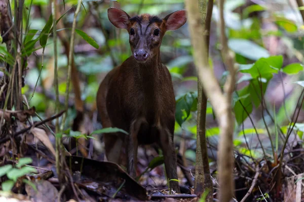 Kızıl Munçak 'ın doğa görüntüsü veya havlayan geyik (multiacus muntjak) Trusmadi Derin Yağmur Ormanları, Tambunan, Sabah, Malezya