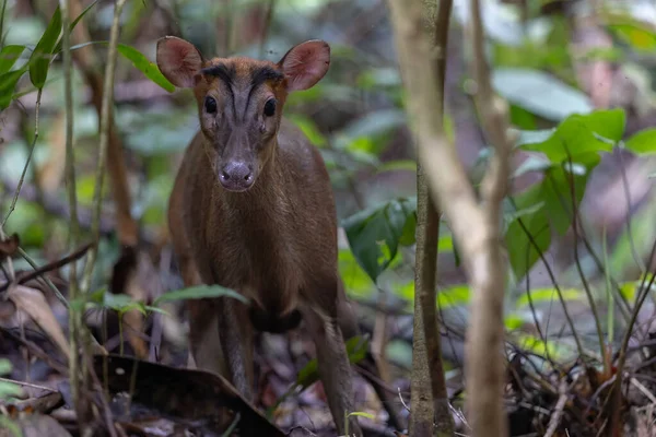 Kızıl Munçak 'ın doğa görüntüsü veya havlayan geyik (multiacus muntjak) Trusmadi Derin Yağmur Ormanları, Tambunan, Sabah, Malezya