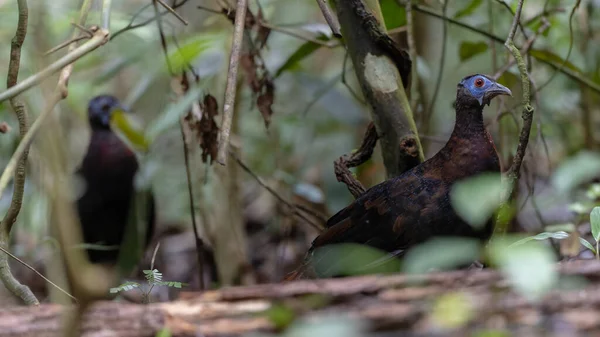 Bulwer 'ın Sülün denizaltısı yetişkin Sabah Borneo adasının ender görülen büyük kuşu..