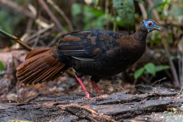 Bulwer 'ın Sülün denizaltısı yetişkin Sabah Borneo adasının ender görülen büyük kuşu..