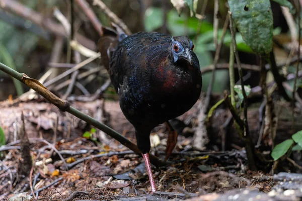 Bulwer 'ın Sülün denizaltısı yetişkin Sabah Borneo adasının ender görülen büyük kuşu..