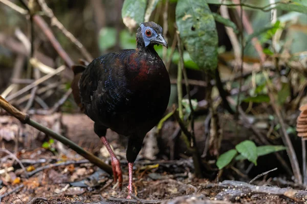Bulwer 'ın Sülün denizaltısı yetişkin Sabah Borneo adasının ender görülen büyük kuşu..