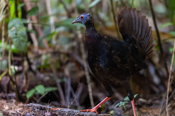 Bulwer 'ın Sülün denizaltısı yetişkin Sabah Borneo adasının ender görülen büyük kuşu..