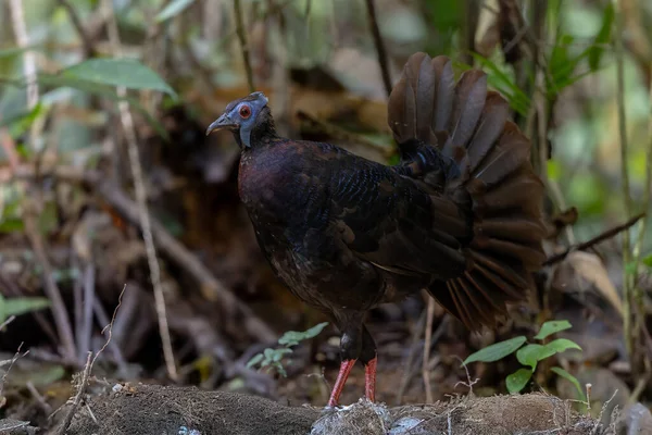 Bulwer 'ın Sülün denizaltısı yetişkin Sabah Borneo adasının ender görülen büyük kuşu..