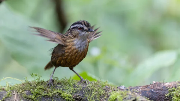 Sabah, Borneo 'da çekilmiş Wren Dağı' nın doğa görüntüsü.