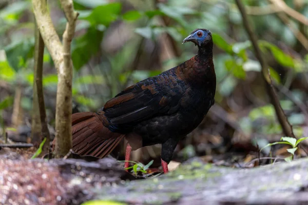 Bulwer 'ın Sülün denizaltısı yetişkin Sabah Borneo adasının ender görülen büyük kuşu..