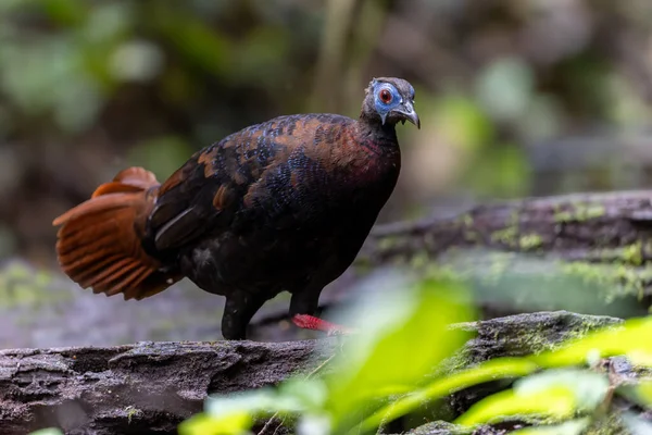 Bulwer 'ın Sülün denizaltısı yetişkin Sabah Borneo adasının ender görülen büyük kuşu..