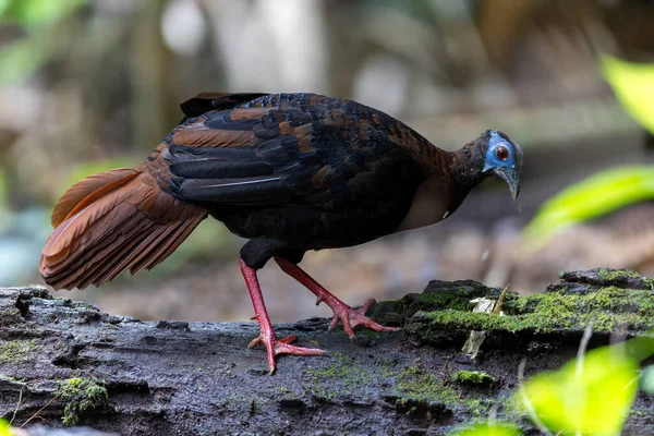 Bulwer 'ın Sülün denizaltısı yetişkin Sabah Borneo adasının ender görülen büyük kuşu..