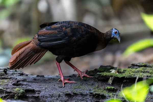 Bulwer 'ın Sülün denizaltısı yetişkin Sabah Borneo adasının ender görülen büyük kuşu..