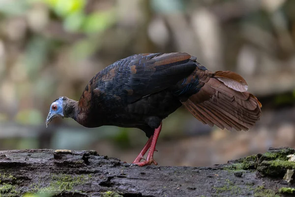 Bulwer 'ın Sülün denizaltısı yetişkin Sabah Borneo adasının ender görülen büyük kuşu..