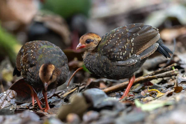 Tepeli Partridge (Rollulus rouloul) orman zemininde yiyecek arıyor. Güneydoğu Asya 'da yetişen kuş, kırmızı arması, yanardöner tüyleri ve tohum dağıtıcı rolü ile tanınır.
