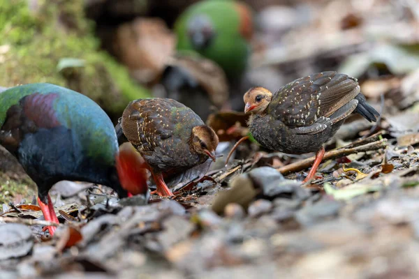 Tepeli Partridge (Rollulus rouloul) orman zemininde yiyecek arıyor. Güneydoğu Asya 'da yetişen kuş, kırmızı arması, yanardöner tüyleri ve tohum dağıtıcı rolü ile tanınır.
