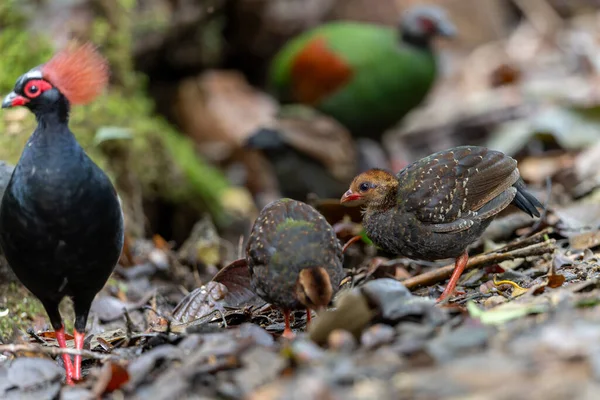 Tepeli Partridge (Rollulus rouloul) orman zemininde yiyecek arıyor. Güneydoğu Asya 'da yetişen kuş, kırmızı arması, yanardöner tüyleri ve tohum dağıtıcı rolü ile tanınır.