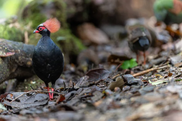 Tepeli Partridge (Rollulus rouloul) orman zemininde yiyecek arıyor. Güneydoğu Asya 'da yetişen kuş, kırmızı arması, yanardöner tüyleri ve tohum dağıtıcı rolü ile tanınır.